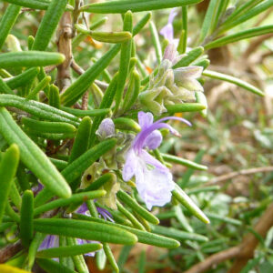 De lichtpaarse bloem van de rozemarijn Bozen