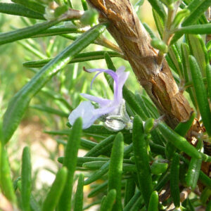 De lichtpaarse bloem van rozemarijn Faust