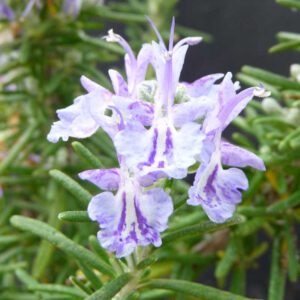 Rozemarijn Fota Blue