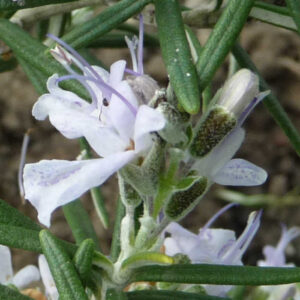 Rozemarijn Frankfurter