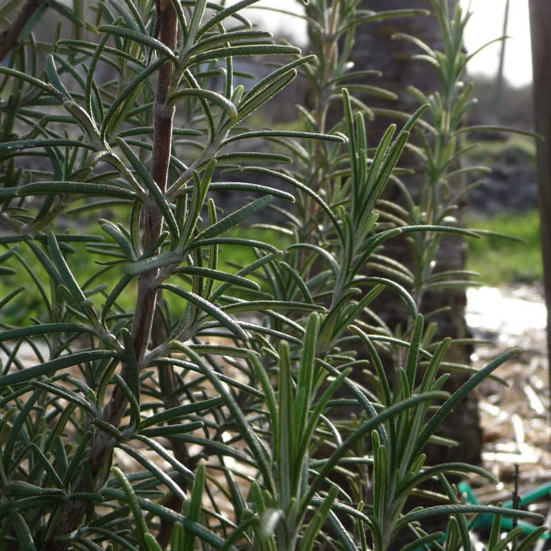 Rozemarijn Green Ginger - Afbeelding 2