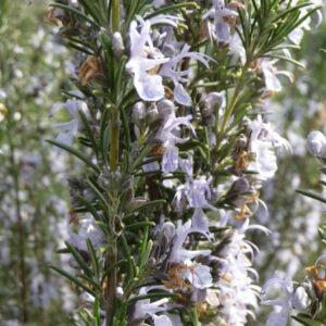 Rozemarijn Pyramidalis