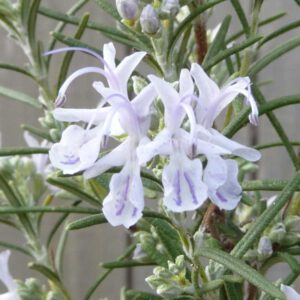 Rozemarijn Tuscan Blue