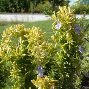 Rozemarijn Wilma's Gold PBR