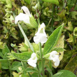 Salie Albiflora