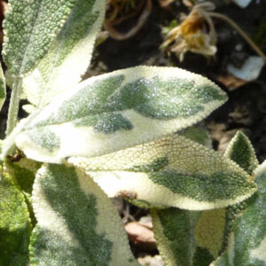 Salie Creme de la Creme