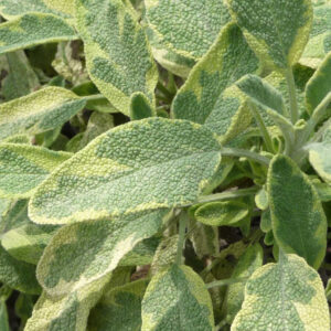 Het geelgroen gevlekt blad van salie Icterina