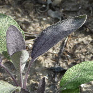 Het paarsige blad van de salie Purpurascens.