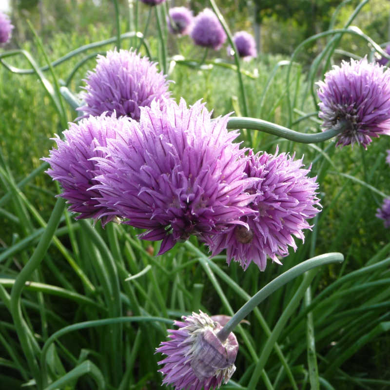 De violet kleurige bloem van de bieslook Broad Leaf