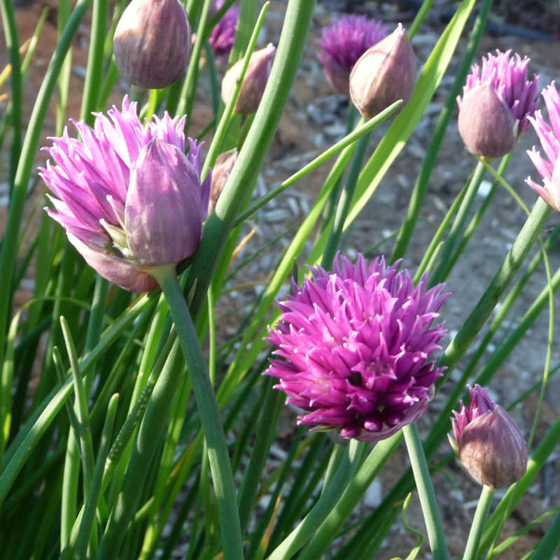 Bieslook Cassis Ice