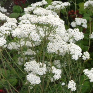 De witte bloemen van Duizendblad