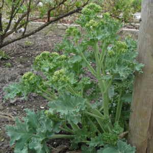 De bloemknoppen van de zeekool Lilywhite