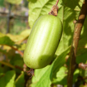 De eetbare kiwi van de Siberische kiwi Dr Szymanowski.
