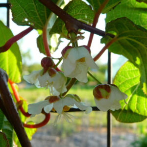 Siberische kiwi Edible Landscaping