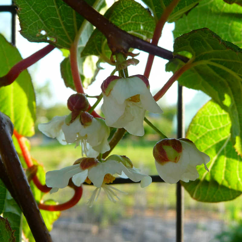 Siberische kiwi Edible Landscaping