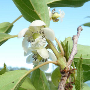 Siberische kiwi Krupnoplodnaya
