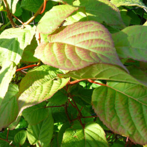 Siberische kiwi Aromatnaya