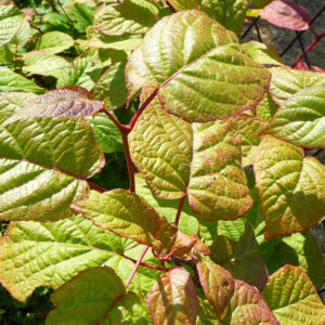 De bladeren van de Siberische kiwi Matovaya