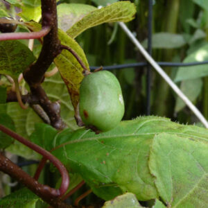 Siberische kiwi Pautske