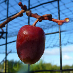 Kiwibes Purpurna Sadowa