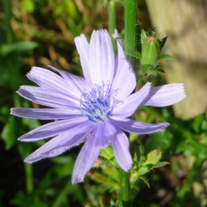 De blauwe bloem van de wilde chicorei