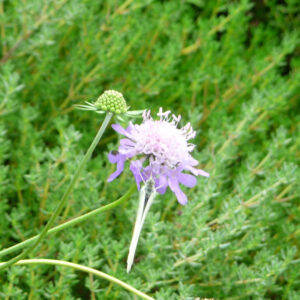 De paarse bloemen (met vlinder) van de duifkruid