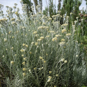 De kerrieplant tall curry