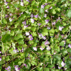 De bloemen van muurleeuwenbek