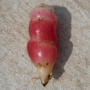 De knol van de oca Mexican Dark Scarlet