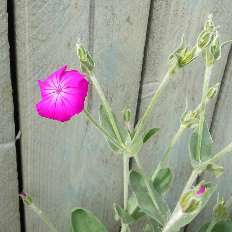 De roze bloem van de prikneus