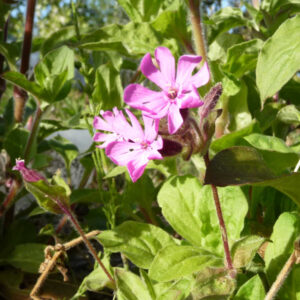 De roze bloemen van de dagkoekoeksbloem