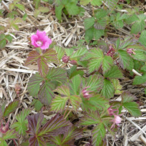 De roze bloem van de poolbraam Marika