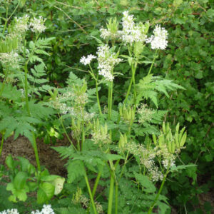 De roomse kervel, met witte bloemen en zaaddozen.
