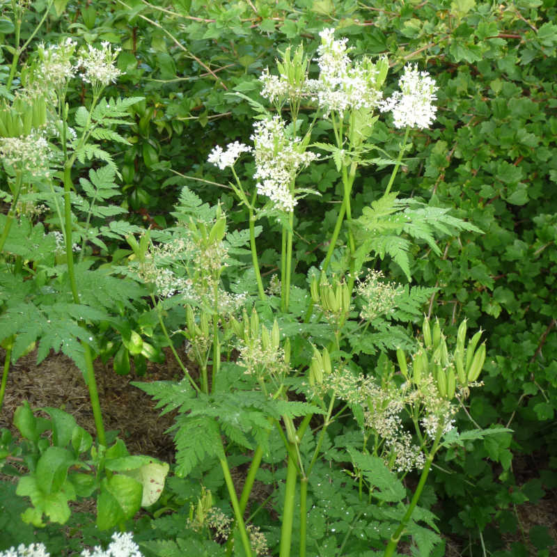De roomse kervel, met witte bloemen en zaaddozen.
