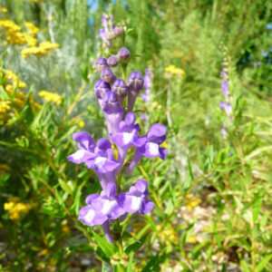 De paarse bloemen van baikal glidkruid.